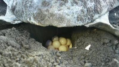 Turtle's eggs