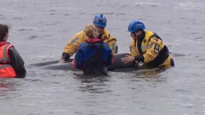 Stranded whale