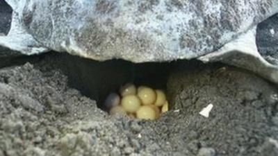 Turtle eggs
