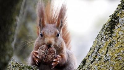 A red squirrel