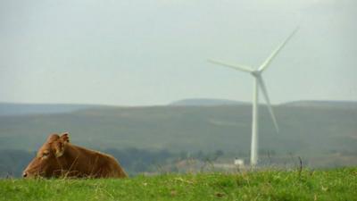 A cow lying in a field with a wind turbine