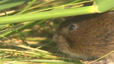 Water vole