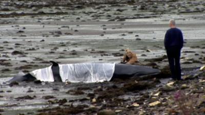 Firefighter pours water over a stranded minke whale