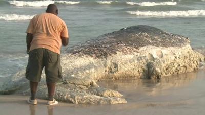 Man with whale carcass