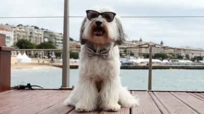 Pudsey the dancing dog wearing sunglasses