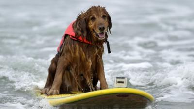 Dog on surfboard