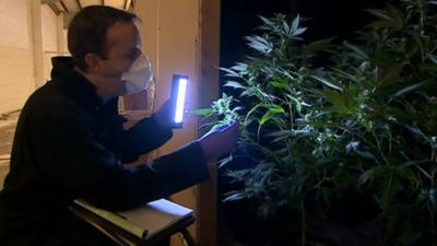 Raid at cannabis factory