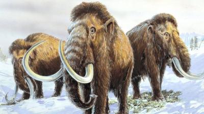 Woolly mammoth