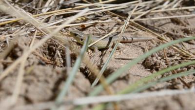 Sand lizard