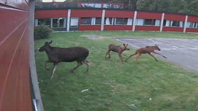 Moose in Norwegian school