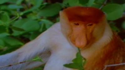 Proboscis monkey