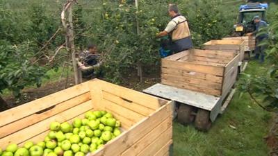 Migrant workers picking apples in Kent