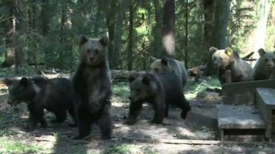 Bear cubs walking near the rehabilitation centre