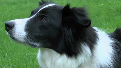 A dog wearing a vest developed by Georgia Tech