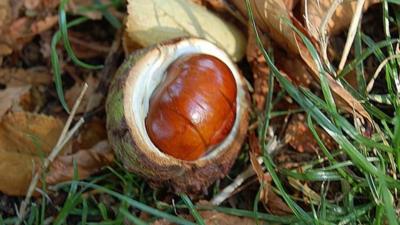 conker