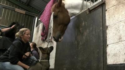 Puppy and horse