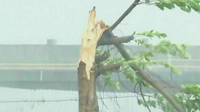 Tree broken in half by Typhoon Usagi