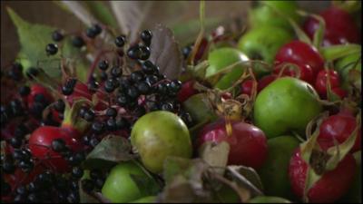 Freshly picked wild fruit