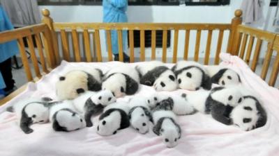 Panda cubs in a cot