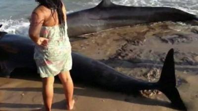 Dolphins stranded on Upanema beach
