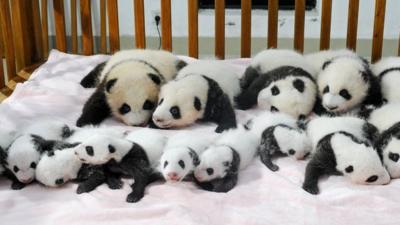 Baby pandas