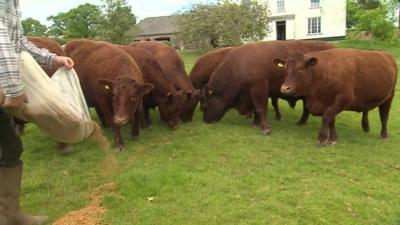 Cows being fed - file pic