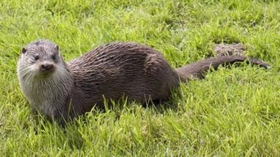 Otter