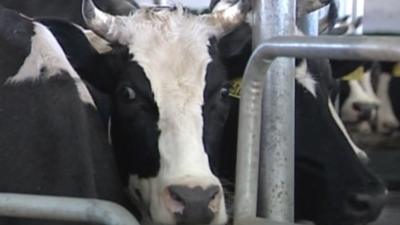 A cow in a barn