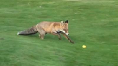 Fox