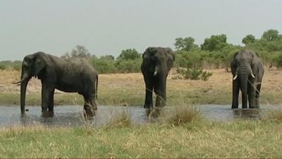 Elephants