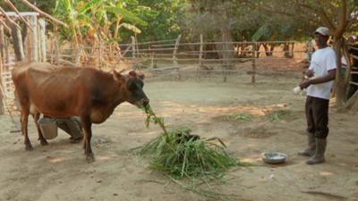 Cow in Zambia