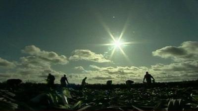 Leek pickers