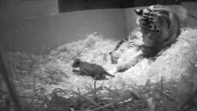 Sumatran tiger Melati gave birth to London's first tiger cub for 17 years