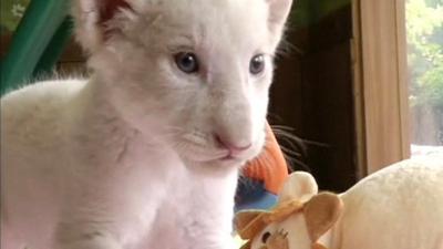 A white lion cub