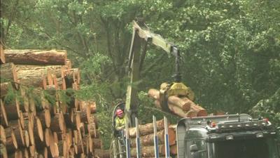 Tree felling