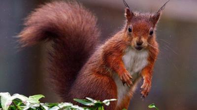 Red squirrel