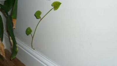 Japanese knotweed growing inside