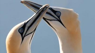 Gannets