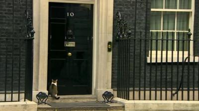 Cat sat on doorstep of Number 10