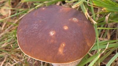 Ceps mushroom