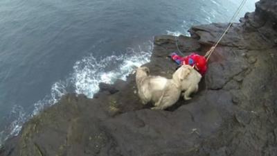 Sheep being rescued from cliff