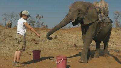 Researcher points out treat to elephant