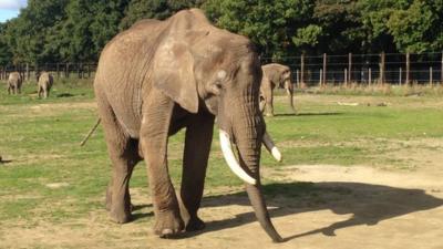 Elephant at Knowsley Safari Park