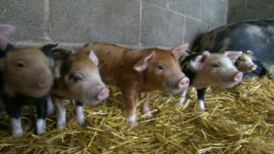Pigs on organic farm