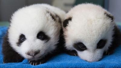 baby pandas