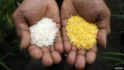 Normal rice and golden rice compared