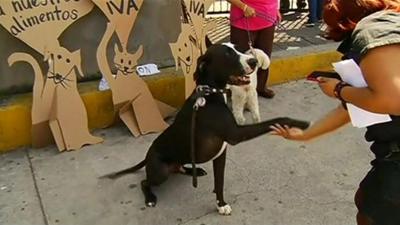 A dog offers its paw to a woman during the protest