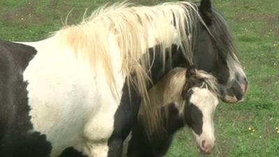 Grazing horses