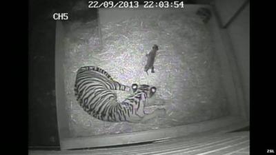 CCTV showing the birth of the Sumatran tiger cub