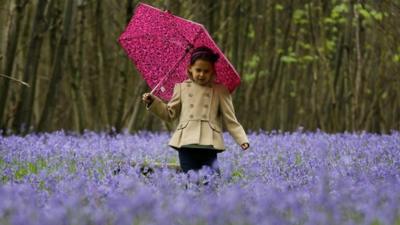 A child amongst bluebells